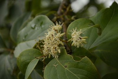 Cornus macrophylla, photographed by Siddarth Machado