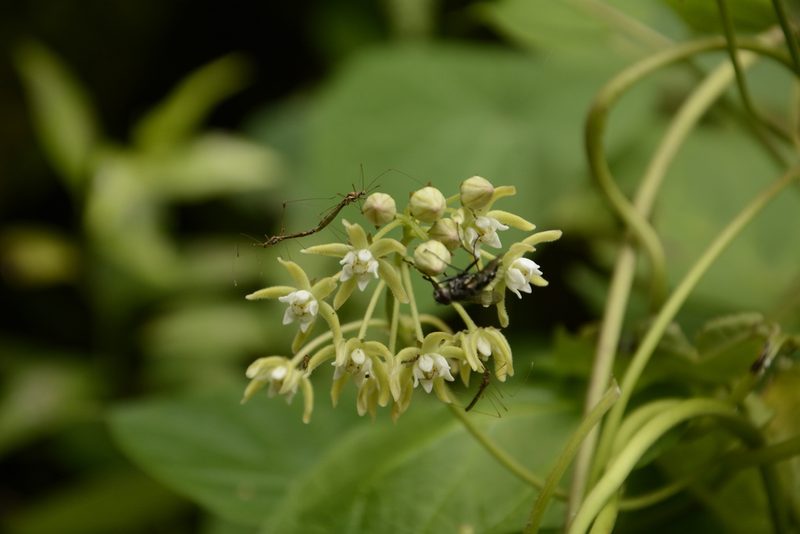 Cynanchum auriculatum, photographed by Siddarth Machado