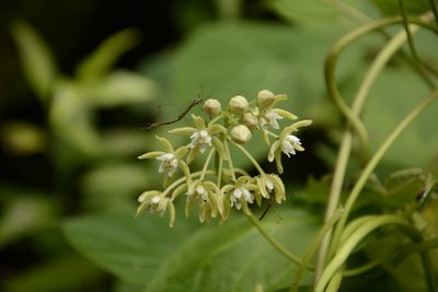 Cynanchum auriculatum, photographed by Siddarth Machado