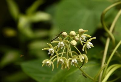 Cynanchum auriculatum, photographed by Siddarth Machado