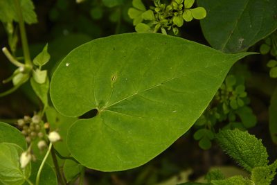 Cynanchum auriculatum, photographed by Siddarth Machado