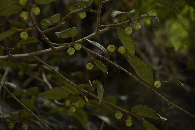 Ficus hederacea, photographed by Siddarth Machado