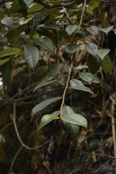 Ficus hederacea, photographed by Siddarth Machado