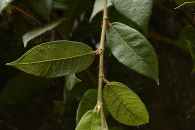 Ficus hederacea, photographed by Siddarth Machado
