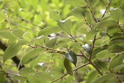Ficus hederacea, photographed by Siddarth Machado