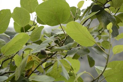 Ficus palmata, photographed by Siddarth Machado