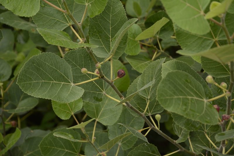 Ficus palmata, photographed by Siddarth Machado