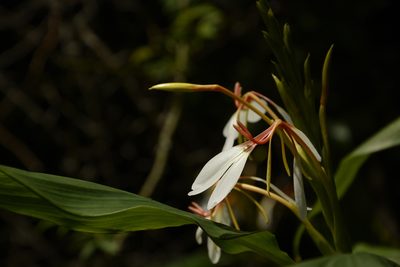 Hedychium spicatum, photographed by Siddarth Machado