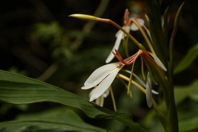 Hedychium spicatum, photographed by Siddarth Machado