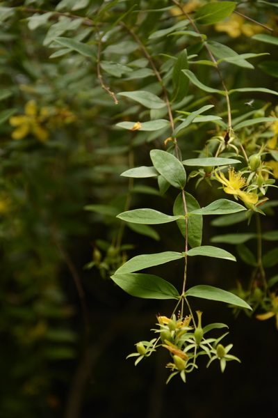 Hypericum oblongifolium, photographed by Siddarth Machado