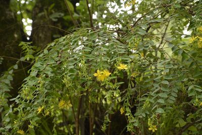 Hypericum oblongifolium, photographed by Siddarth Machado