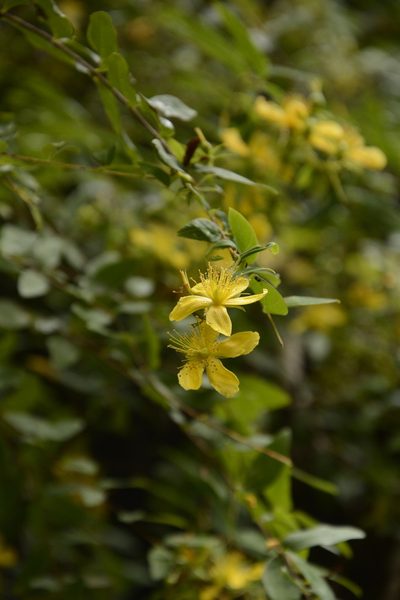Hypericum oblongifolium, photographed by Siddarth Machado
