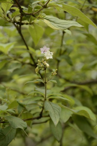 Leptodermis lanceolata, photographed by Siddarth Machado