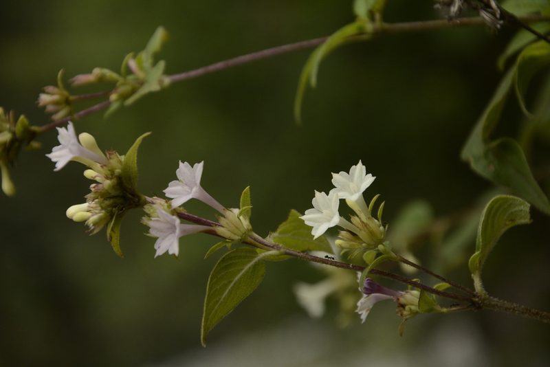 Leptodermis lanceolata, photographed by Siddarth Machado