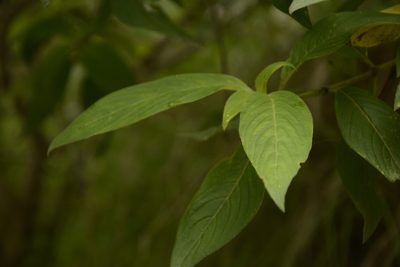 Leptodermis lanceolata, photographed by Siddarth Machado