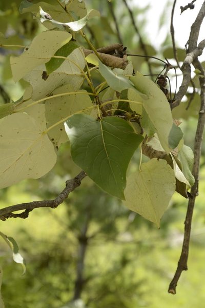 Populus ciliata, photographed by Siddarth Machado