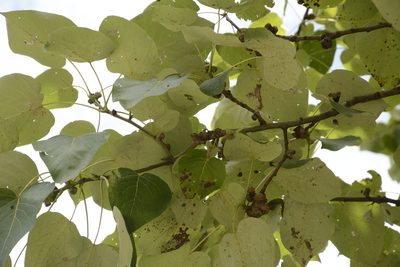 Populus ciliata, photographed by Siddarth Machado