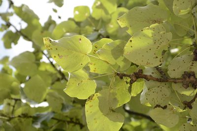 Populus ciliata, photographed by Siddarth Machado