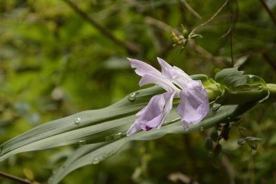 Roscoea purpurea, photographed by Siddarth Machado
