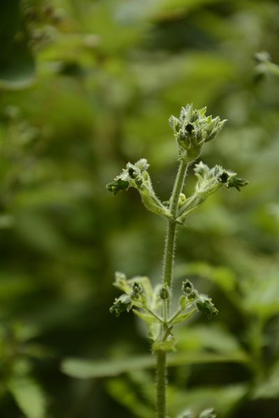 Scrophularia edgeworthii, photographed by Siddarth Machado