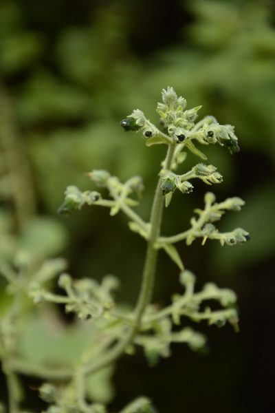 Scrophularia edgeworthii, photographed by Siddarth Machado