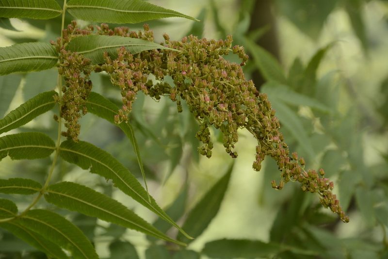 Sorbaria tomentosa, photographed by Siddarth Machado