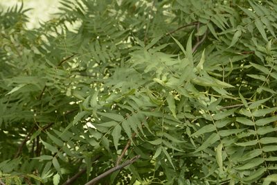 Sorbaria tomentosa, photographed by Siddarth Machado