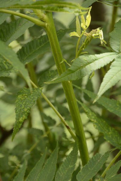 Sorbaria tomentosa, photographed by Siddarth Machado