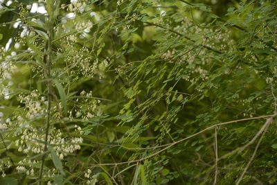 Thalictrum foliolosum, photographed by Siddarth Machado