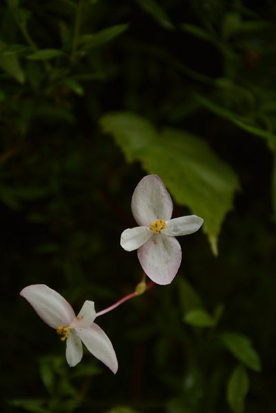 Begonia dioica, photographed by Siddarth Machado