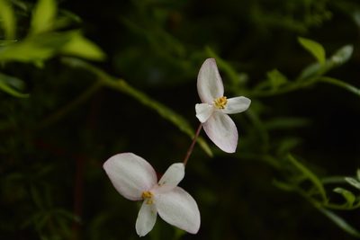 Begonia dioica, photographed by Siddarth Machado