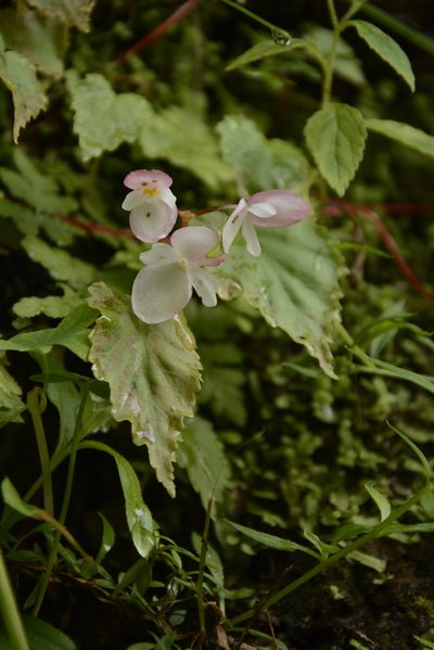 Begonia dioica, photographed by Siddarth Machado