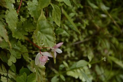 Begonia dioica, photographed by Siddarth Machado