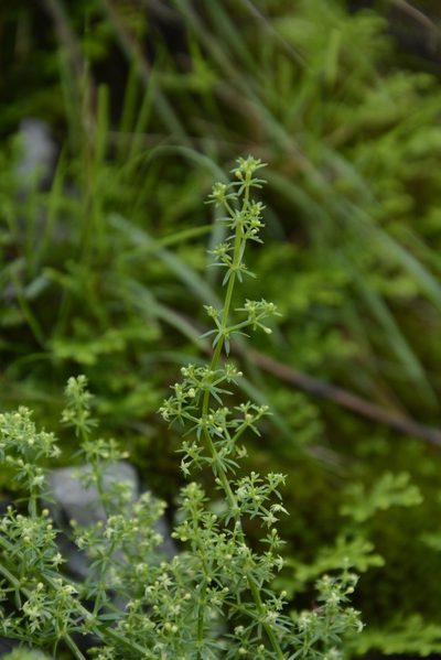Galium acutum, photographed by Siddarth Machado