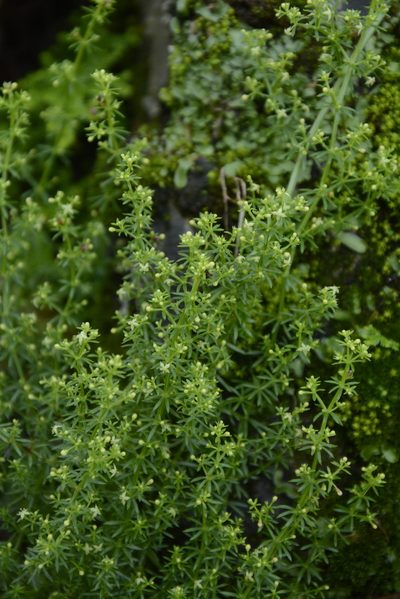 Galium acutum, photographed by Siddarth Machado