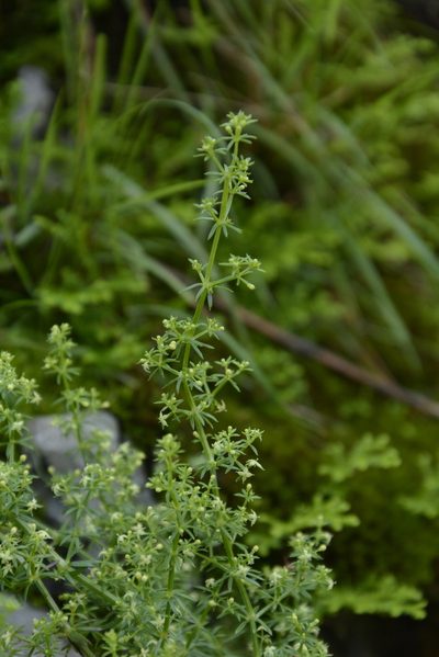 Galium acutum, photographed by Siddarth Machado
