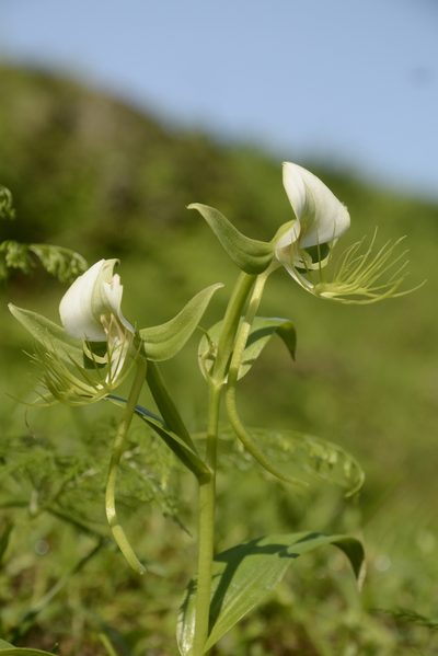 Habenaria intermedia, photographed by Siddarth Machado