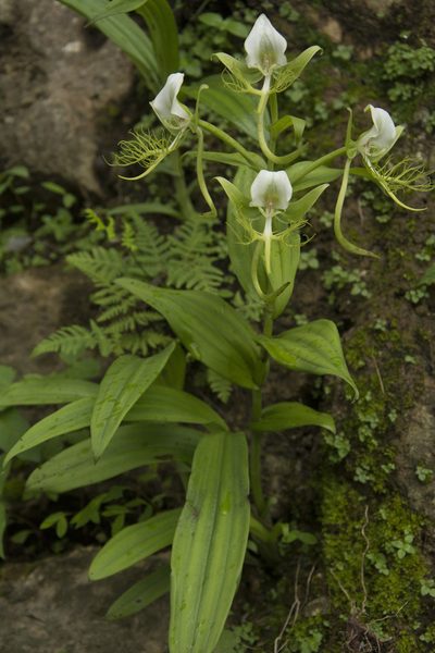 Habenaria intermedia, photographed by Siddarth Machado