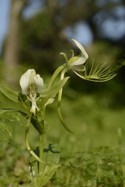 Habenaria intermedia, photographed by Siddarth Machado
