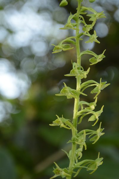 Herminium edgeworthii, photographed by Siddarth Machado
