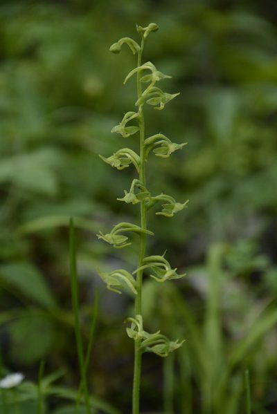 Herminium edgeworthii, photographed by Siddarth Machado