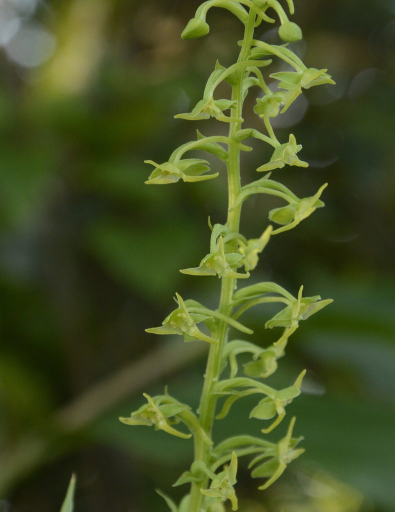 Herminium edgeworthii, photographed by Siddarth Machado
