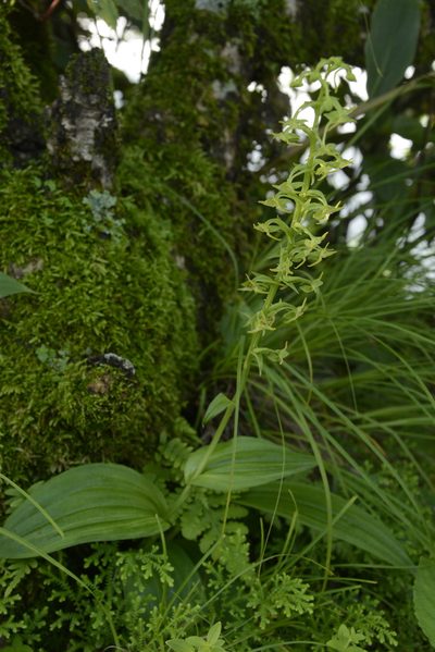 Herminium edgeworthii, photographed by Siddarth Machado