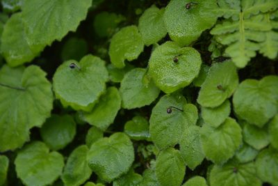Platystemma violoides, photographed by Siddarth Machado