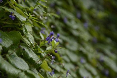 Platystemma violoides, photographed by Siddarth Machado