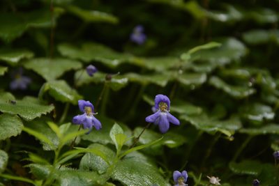 Platystemma violoides, photographed by Siddarth Machado