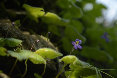 Platystemma violoides, photographed by Siddarth Machado
