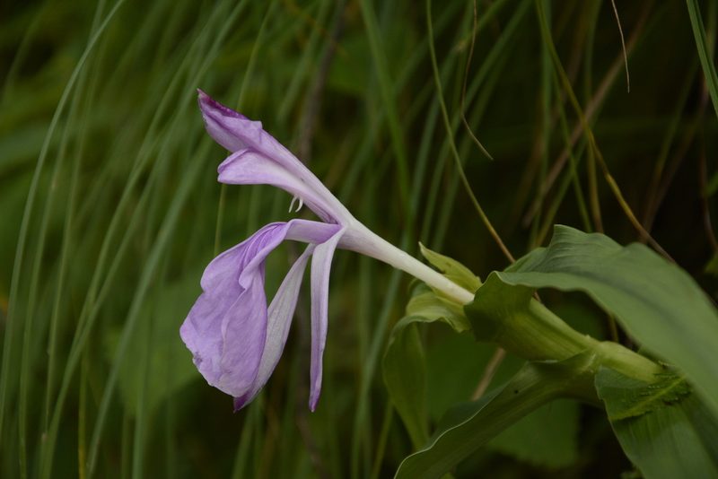Roscoea purpurea, photographed by Siddarth Machado