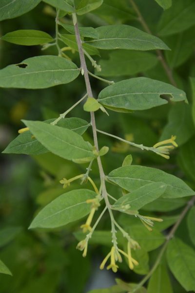 Wikstroemia canescens, photographed by Siddarth Machado