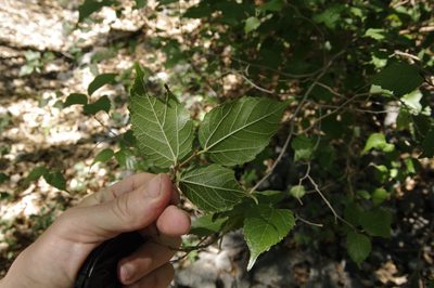 Morus microphylla, photographed by Eric Knight